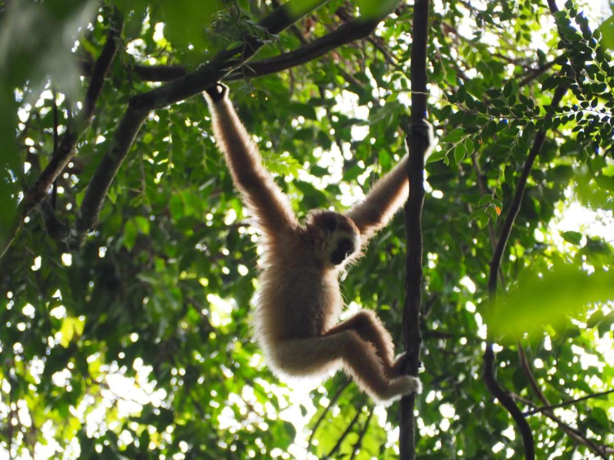 Lucky Bamboo'Bungalows-Resto And Orangutan Jungle Trekking Tours Bukit Lawang Exterior photo