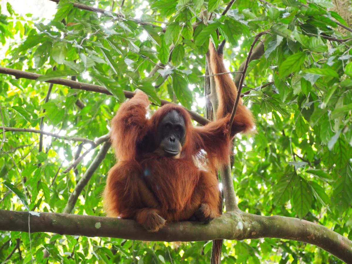Lucky Bamboo'Bungalows-Resto And Orangutan Jungle Trekking Tours Bukit Lawang Exterior photo