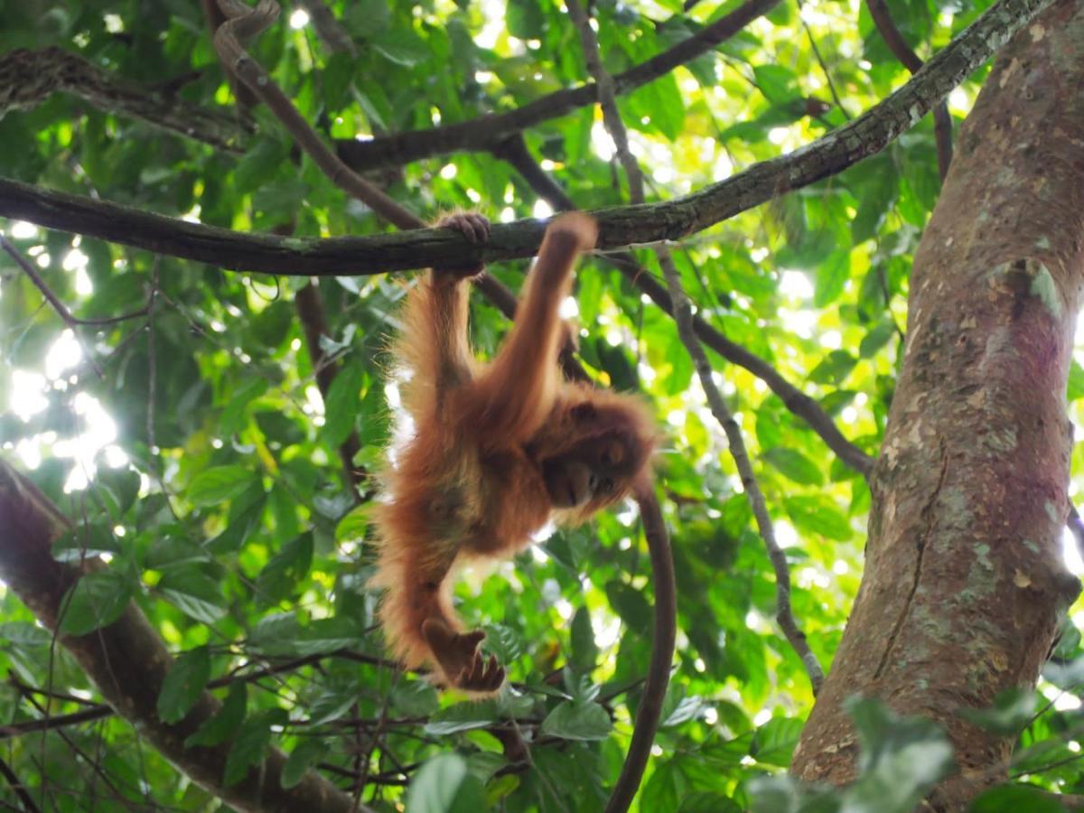 Lucky Bamboo'Bungalows-Resto And Orangutan Jungle Trekking Tours Bukit Lawang Exterior photo