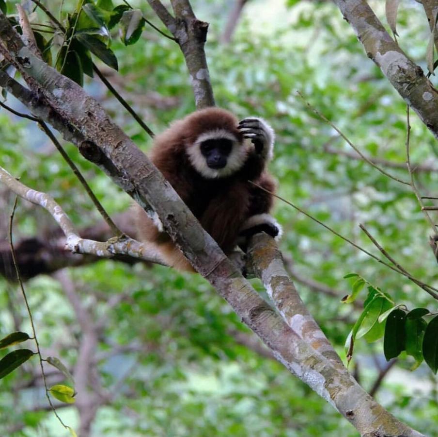 Lucky Bamboo'Bungalows-Resto And Orangutan Jungle Trekking Tours Bukit Lawang Exterior photo