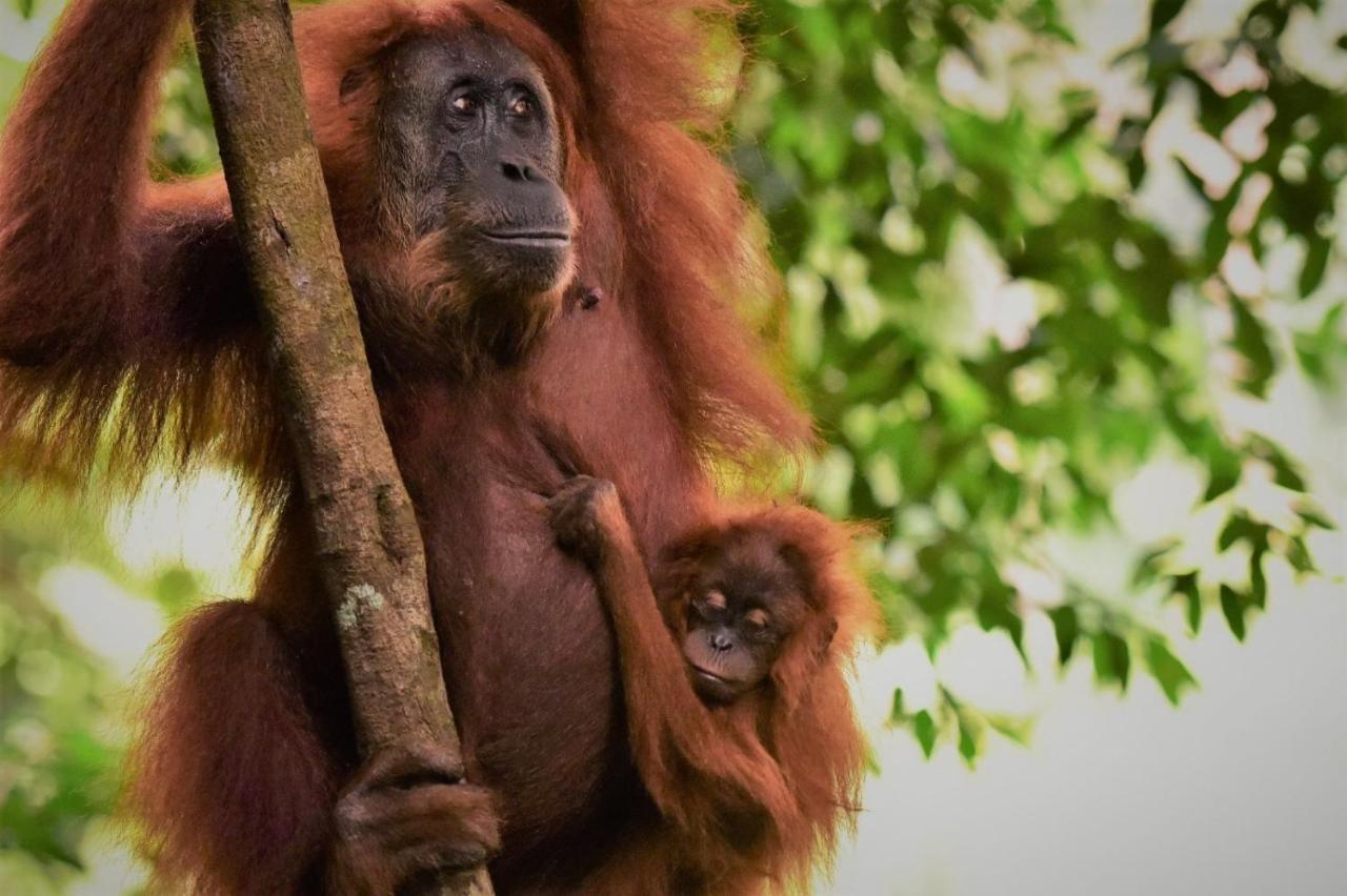 Lucky Bamboo'Bungalows-Resto And Orangutan Jungle Trekking Tours Bukit Lawang Exterior photo