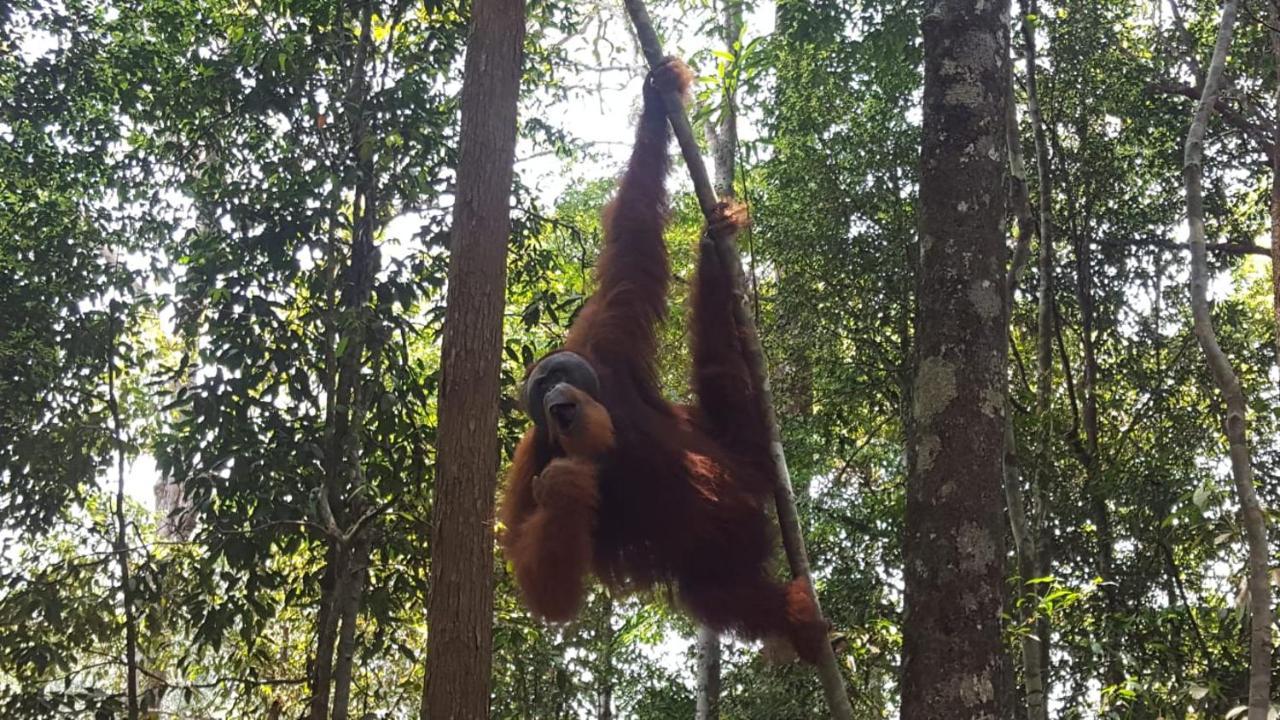 Lucky Bamboo'Bungalows-Resto And Orangutan Jungle Trekking Tours Bukit Lawang Exterior photo