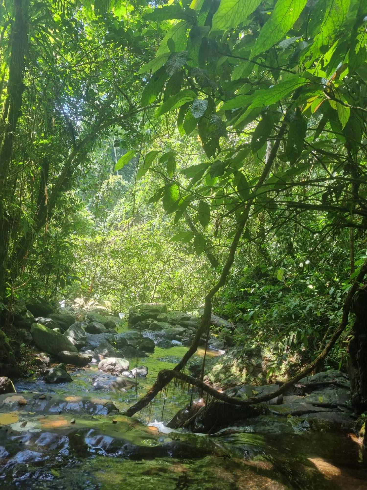 Lucky Bamboo'Bungalows-Resto And Orangutan Jungle Trekking Tours Bukit Lawang Exterior photo