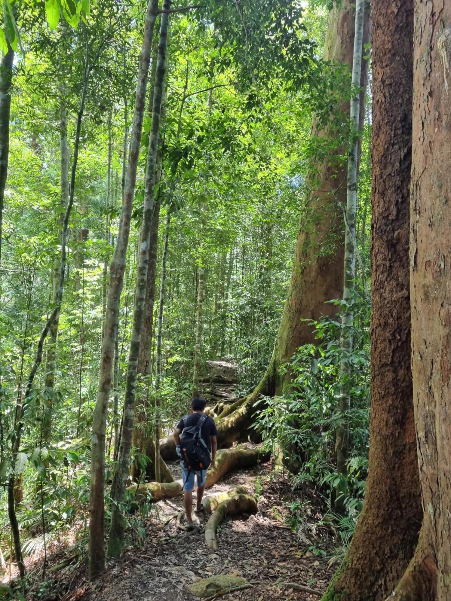 Lucky Bamboo'Bungalows-Resto And Orangutan Jungle Trekking Tours Bukit Lawang Exterior photo
