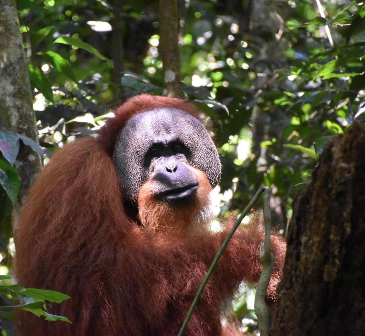 Lucky Bamboo'Bungalows-Resto And Orangutan Jungle Trekking Tours Bukit Lawang Exterior photo
