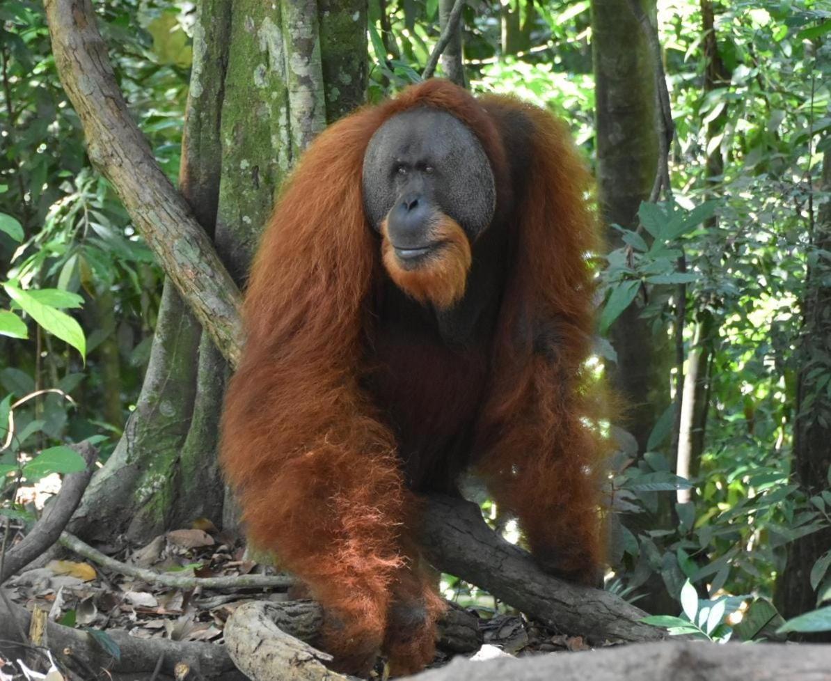 Lucky Bamboo'Bungalows-Resto And Orangutan Jungle Trekking Tours Bukit Lawang Exterior photo