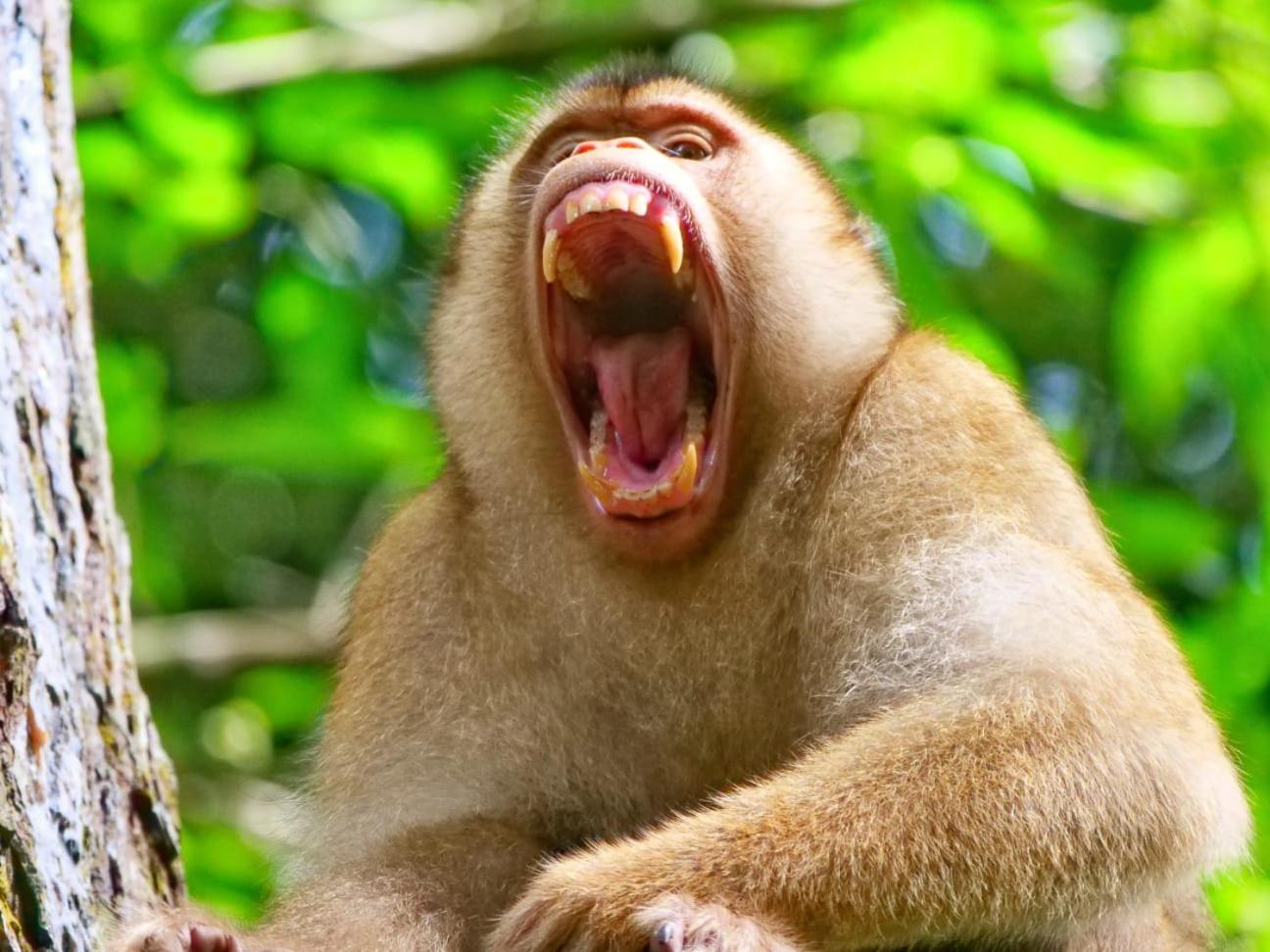 Lucky Bamboo'Bungalows-Resto And Orangutan Jungle Trekking Tours Bukit Lawang Exterior photo