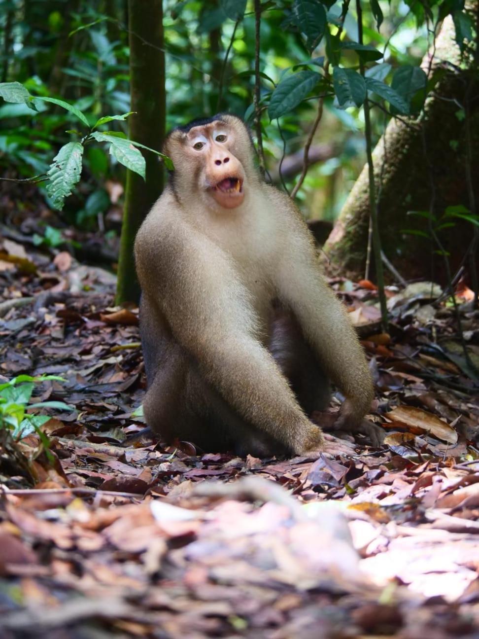 Lucky Bamboo'Bungalows-Resto And Orangutan Jungle Trekking Tours Bukit Lawang Exterior photo