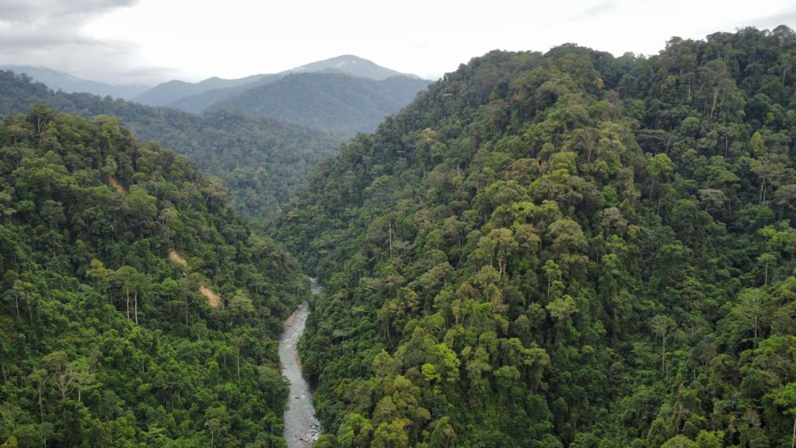 Lucky Bamboo'Bungalows-Resto And Orangutan Jungle Trekking Tours Bukit Lawang Exterior photo