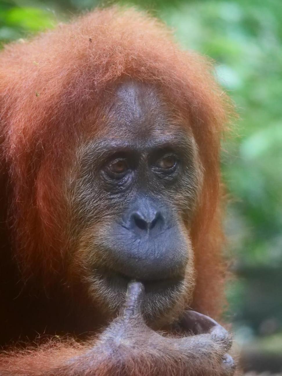 Lucky Bamboo'Bungalows-Resto And Orangutan Jungle Trekking Tours Bukit Lawang Exterior photo