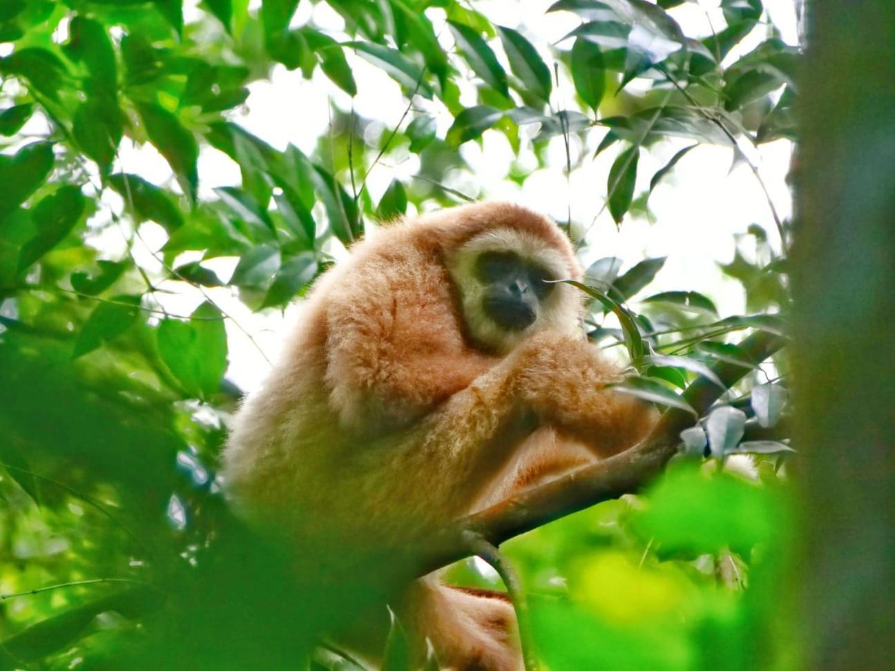 Lucky Bamboo'Bungalows-Resto And Orangutan Jungle Trekking Tours Bukit Lawang Exterior photo