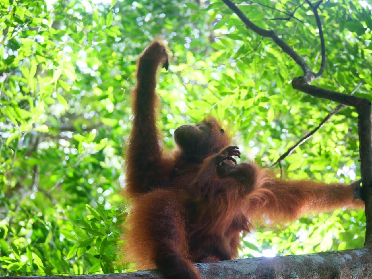 Lucky Bamboo'Bungalows-Resto And Orangutan Jungle Trekking Tours Bukit Lawang Exterior photo