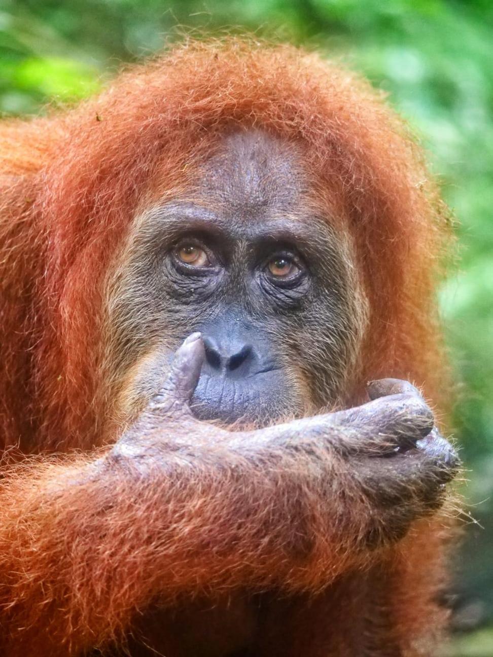 Lucky Bamboo'Bungalows-Resto And Orangutan Jungle Trekking Tours Bukit Lawang Exterior photo