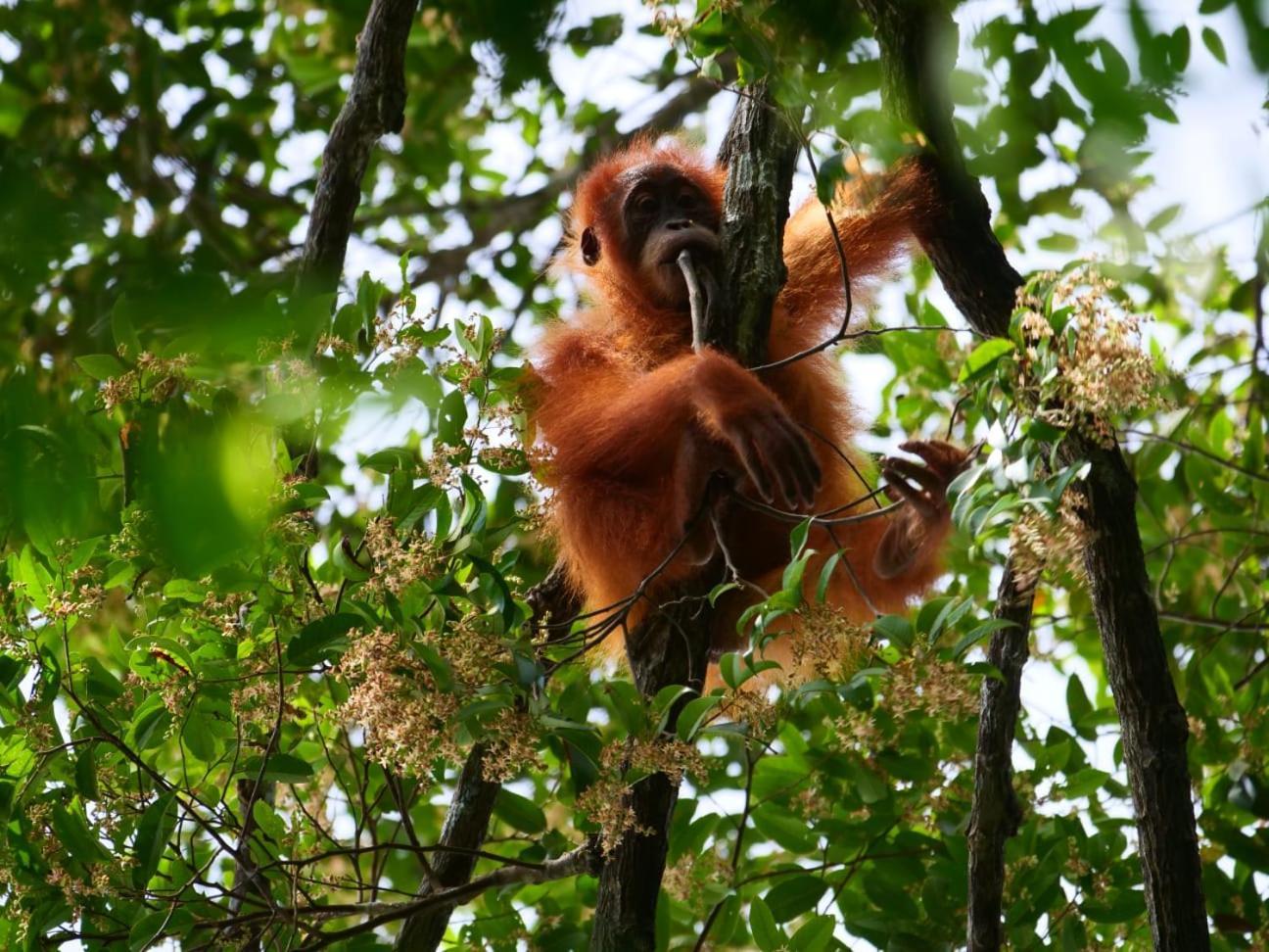 Lucky Bamboo'Bungalows-Resto And Orangutan Jungle Trekking Tours Bukit Lawang Exterior photo